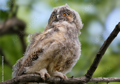 Foto Fluffy juvenile Long-eared Owl [Asio otus] perched on a branch, looking curiously upwards