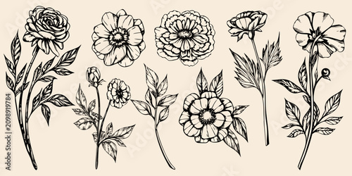 Photography Botanical Flower Illustration Set Vintage Engraving Style On Beige Background