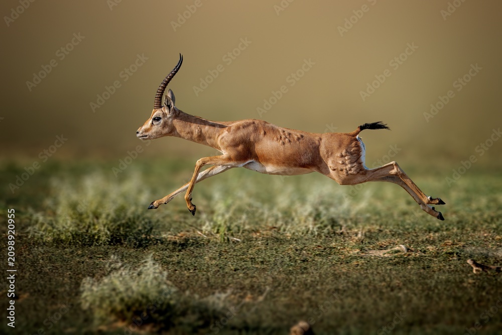 Obraz premium The chinkara, also known as the Indian gazelle, is a gazelle species native to India, Iran, Afghanistan.
