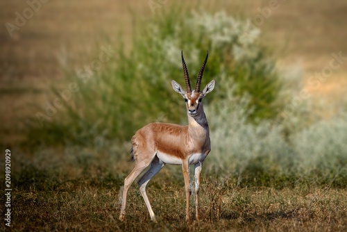 Konstfotografi The chinkara, also known as the Indian gazelle, is a gazelle species native to India, Iran, Afghanistan