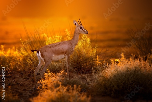 Photography The chinkara, also known as the Indian gazelle, is a gazelle species native to India, Iran, Afghanistan