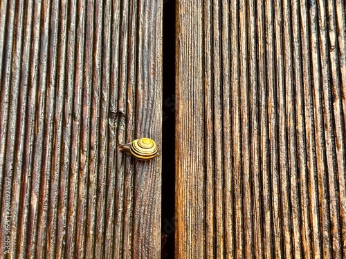 A small snail (Gastropoda) is crawling on a wooden plank with distinct grooves. The planks are closely placed, showing the textured grain of wood, which is weathered and aged. 