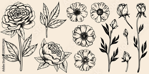 Obraz na plátně Botanical Flower Illustration Set Vintage Engraving Style On Beige Background