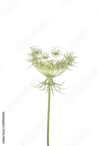 Foto 30099-00611 Queen Anne's Lace (Daucus carota) (high key white background) Marion Co