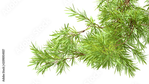 Canvastavla Pine Branch Diagonal Drape Transparent PNG 3D Render