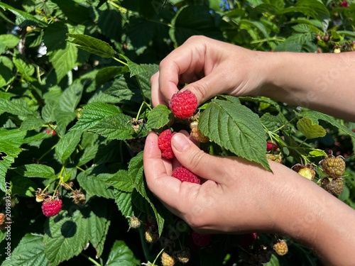 Foto Close-up of hands picking ripe red raspberries from a green bush in a sunny garden