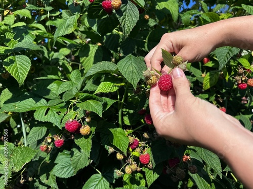 Foto Woman hands picking ripe red raspberry from bush in garden