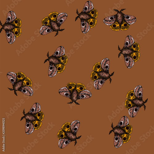 Foto pattern antennae night moth hand drawn