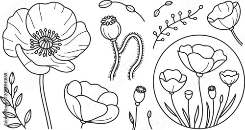 Tableau sur toile Beautiful poppy flower line art vector set with seed pods minimal botanical flor