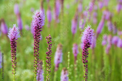 63899-05207 Prairie Blazing Star (Liatris pycnostachya) in prairie Marion Co. IL