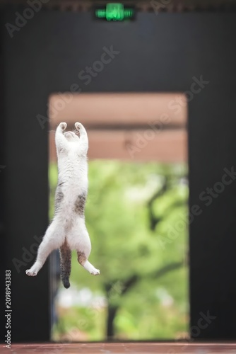 Cat Leaping for Green Light