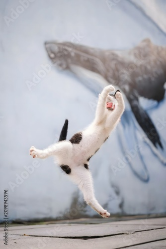 Kitten Leaping in Front of Whale Mural
