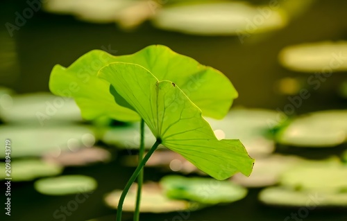 Lotus Leaves in Sunlight