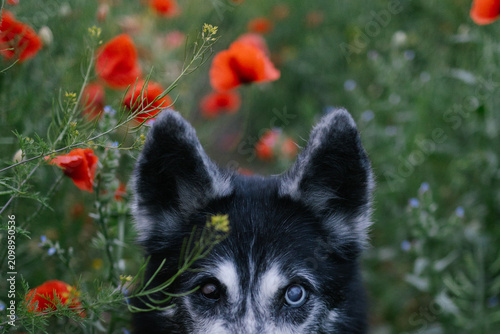 фотографія Cute blue-eyed wolf-like dog peeking from the bottom of the frame in a wild flower meadow