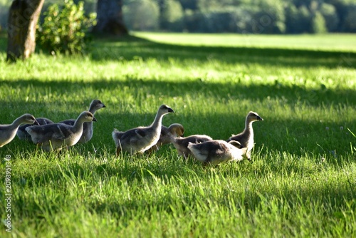 Obraz na plátně Group of young goslings walking through shaded grass beneath large trees on a rural farm