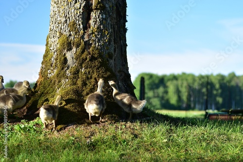 Принти на полотні Curious young goslings exploring the base of a large moss-covered tree in a peaceful countryside landscape