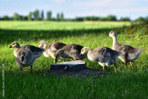 Cuadro en lienzo Group of young goslings feeding on fresh grass in a peaceful countryside farmyard