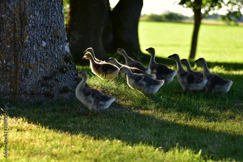 Fotografie Group of young goslings walking through shaded grass beneath large trees on a rural farm