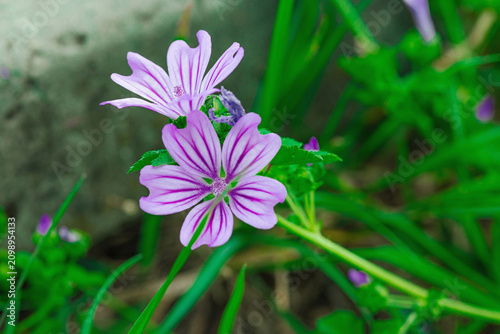 Common mallow (Malva sylvestris) blooming in natural habitat. Macro of floral structure