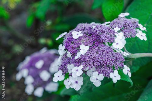 Aspera Hydrangea (Hydrangea aspera) blooming shrub with multiple delicate flowers. Ornamental plant
