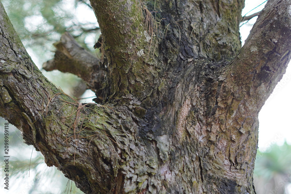 Obraz premium the texture of a branching tree