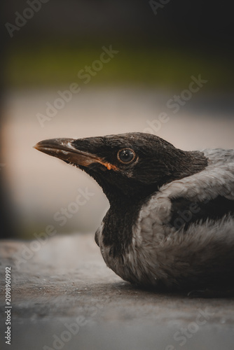 Φωτογραφία Cinematic close-up portrait of a young hooded crow fledgling in profile