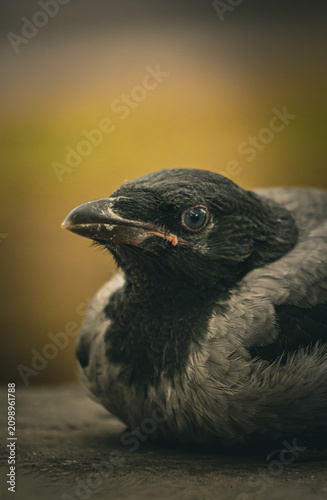 Εκτύπωση καμβά Moody profile portrait of a young hooded crow fledgling on a dark warm background