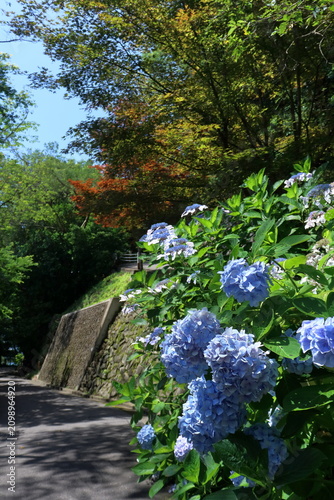 あじさい咲く紫雲出山を歩く　香川県