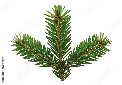 Fresh green pine tree branch with needles for christmas and winter holiday seasonal decoration