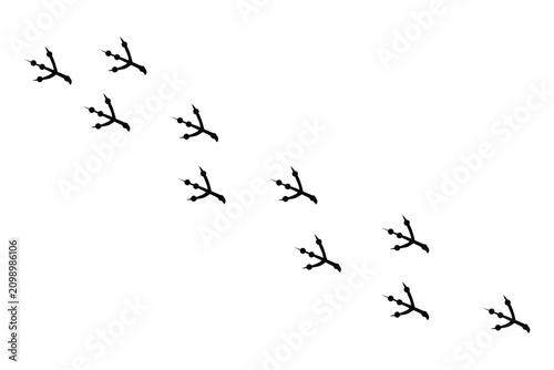 Bird footprints trail, set of black bird tracks