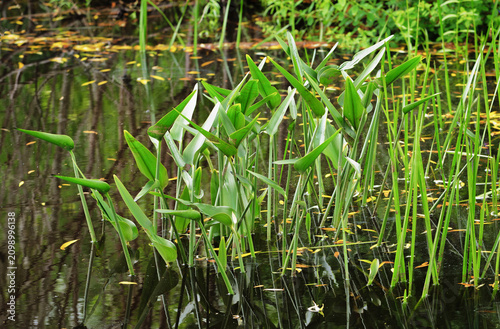 Marsh reeds in a wetland pond with natural reflections, aquatic vegetation, and a tranquil freshwater habitat.