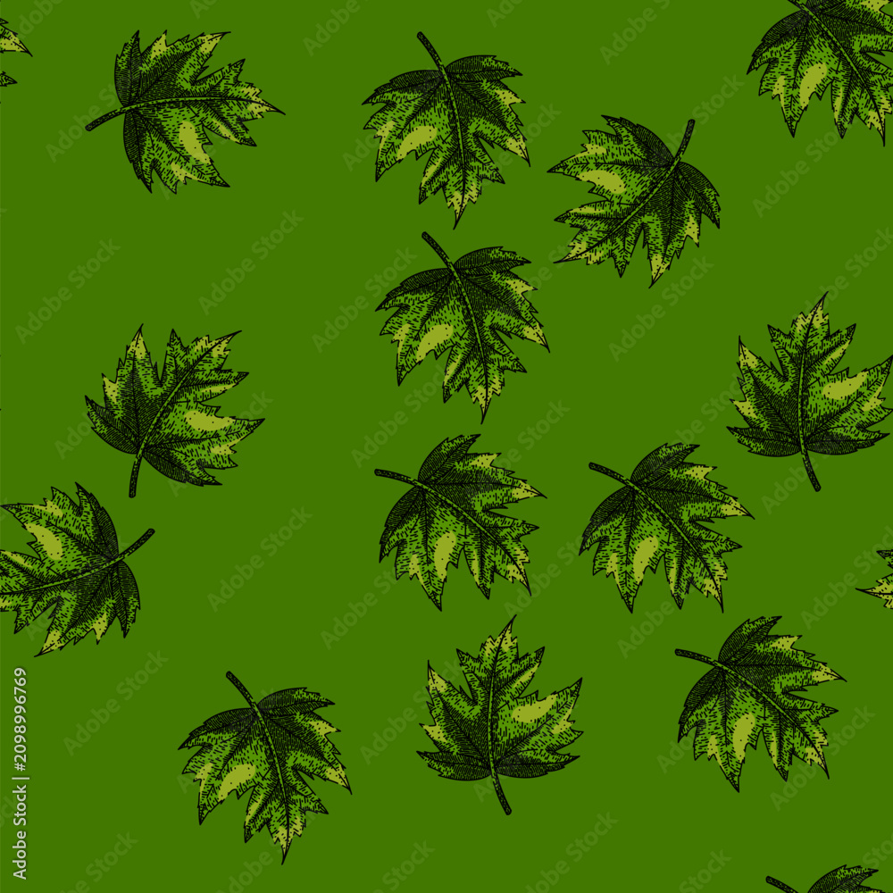 Obraz premium pattern green maple leaf hand drawn. green fall, foliage ground canada maple leaf vector sketch illustration