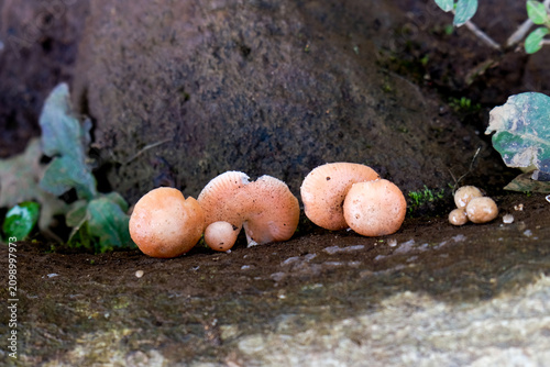 Obraz na plátně Close-up of vibrant orange fungi growing on a decaying log at Mount Talang, West