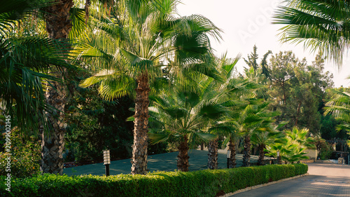 Row of green palm trees along a pathway at a tropical resort garden. Summer vacation travel, evening light, relaxation concept.