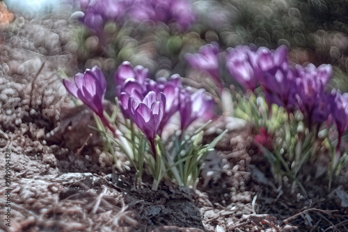 Tableau sur toile Purple crocuses as high energy objects resisting the escape of elementary partic