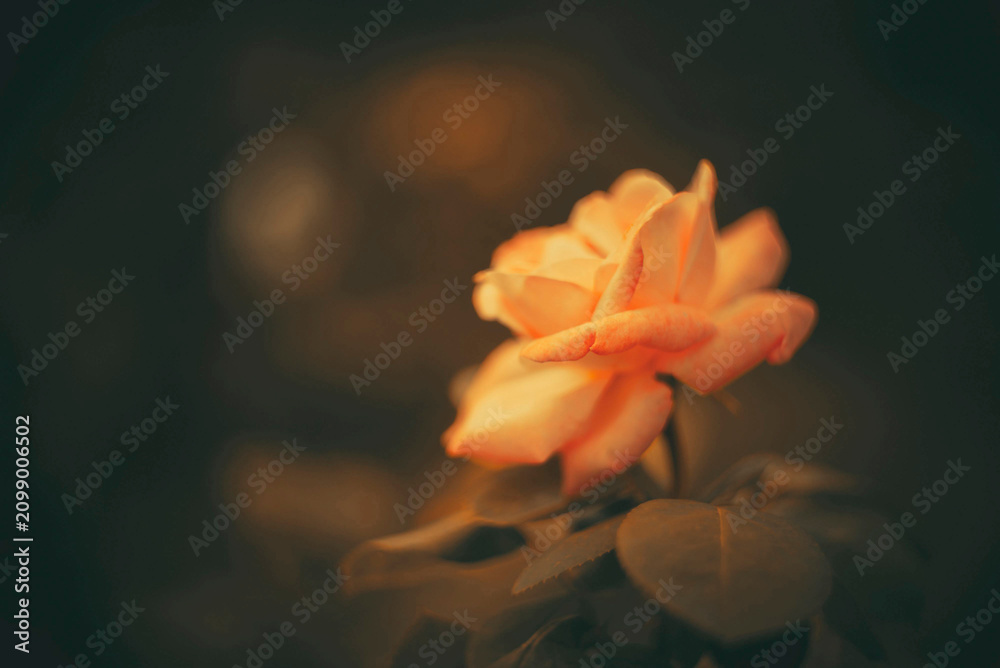 Fototapeta premium Peach rose flower close up macro photography with soft focus technique on dark blurry background with moody bokeh effects