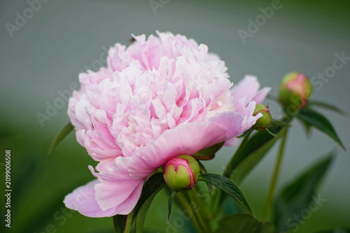 Fotografie Pink Sarah Bernhardt peony flower with buds in a garden