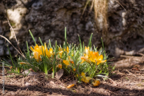 Golden crocus in spring sunlight. Artistic bokeh macro