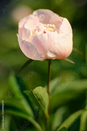 Pink peony flower bud blooming in garden closeup