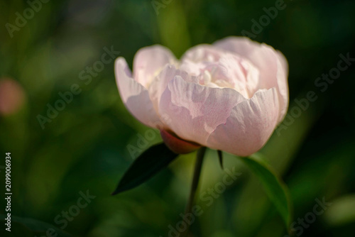 Macro close-up of a tender moody pink peony with soft focus and delicate light