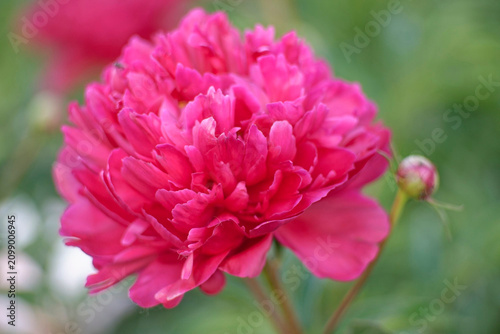 Close-up macro of vibrant pink magenta peony flower with soft focus