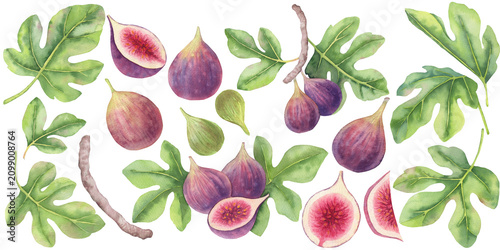 Hand-painted watercolor botanical collection with figs, leaves, branches. Isolated elements on a white background. For Mediterranean packaging, textiles, branding, greeting cards, seasonal design.
