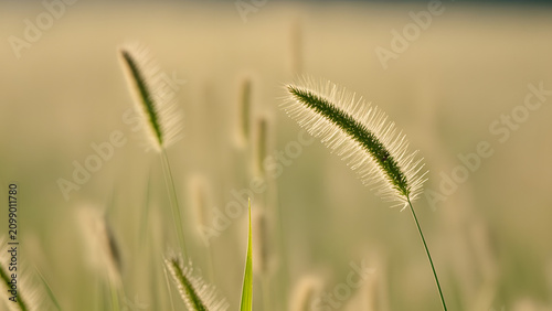 Green foxtail grass with white bristles on soft yellow-green background