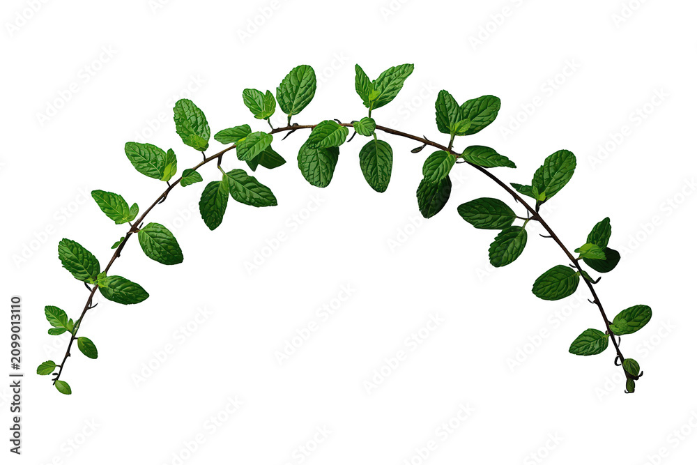 Fototapeta premium Fresh green mint sprig forming a natural arch, refreshing peppermint leaves and botanical foliage on transparent background