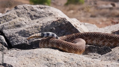 Rattlesnake Tail Rattle