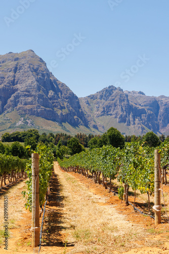 Sunlit vineyard rows with mountain backdrop