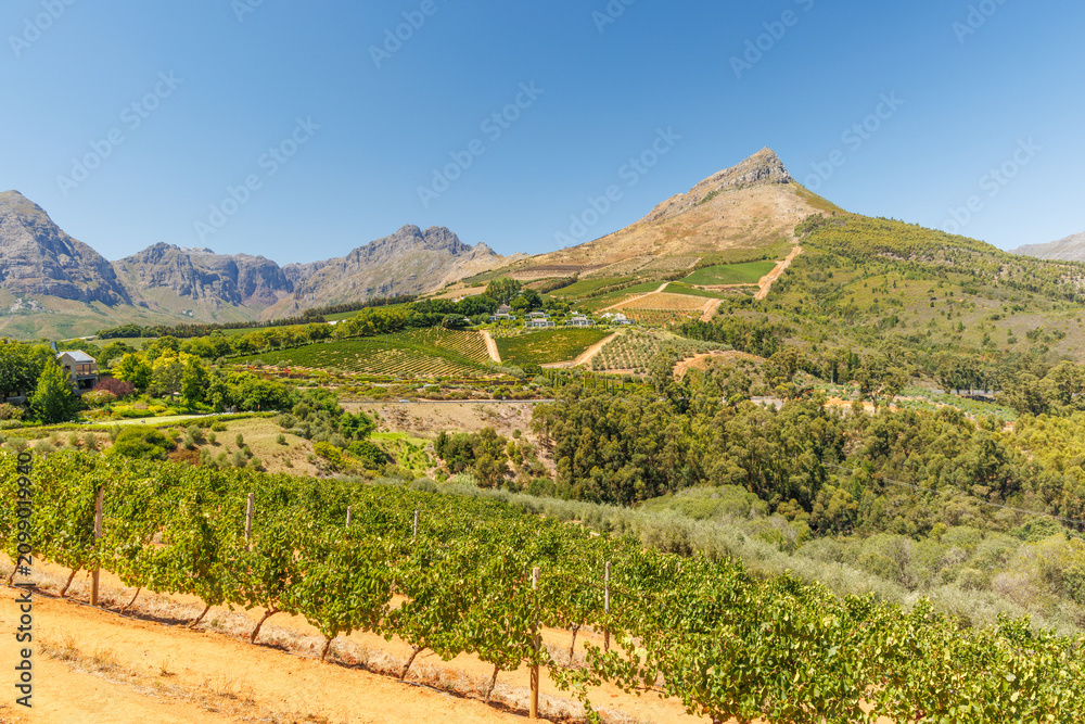 Obraz premium Sunlit vineyard in South Africa