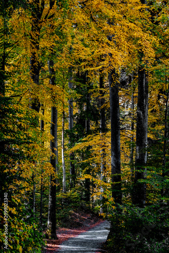 Golden autumn forest in sunny weather