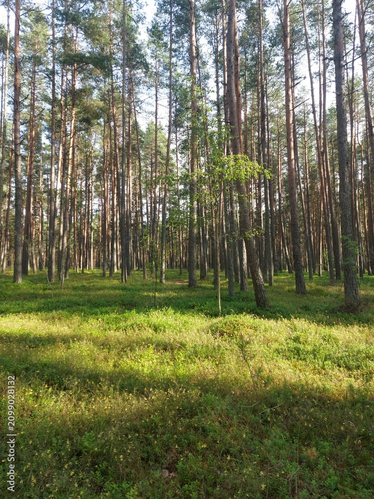 Obraz premium Sunlit pine forest with tall trees and green floor