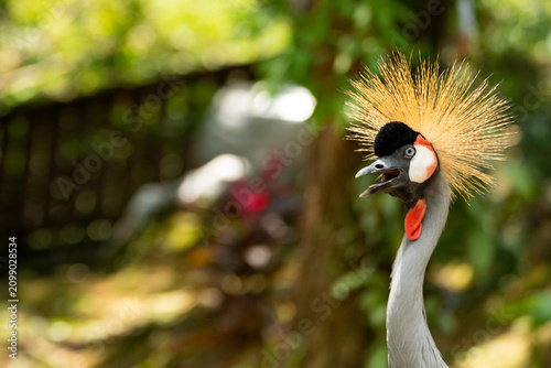 Fotografie Grey crowned crane